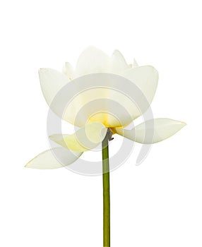 White lotus blooming isolated white