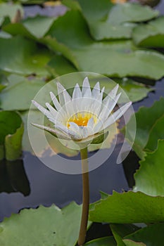 White lotus is blooming with soft sunlight