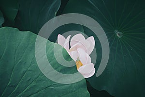 White lotus blooming solely around large, green leaves