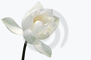 White lotus blossom