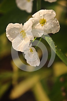 White lotus blossoms