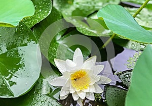 White lotus blossoms in the rain