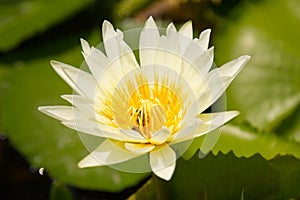 The White lotus blossoms and water to lure insects down lotus. T