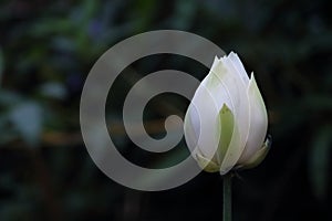 White lotus bud in dark background