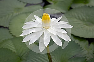 white lotus, close up
