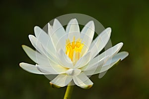 White Lotus