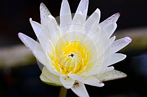 White lotus closeup with bee hide inside