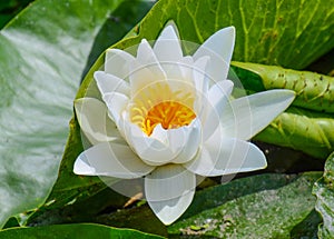 White lotus closeup, lily on the water