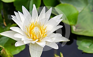 White lotus color flowers on the pond