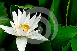 White lotus color flowers on the pond