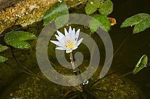 White lotus core surrounded by aquatic plants in the water