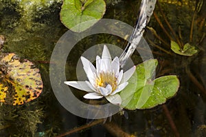 White lotus core surrounded by aquatic plants in the water