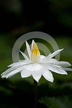 White Lotus with dewdrop