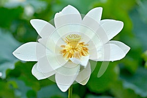 White Lotus and dewdrop