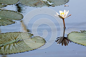 White lotus in dirty pond