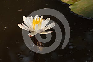 White lotus in dirty pond