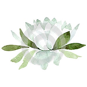 White lotus. Floral botanical flower. Watercolor background illustration set. Isolated lotus illustration element.