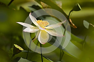 White lotus flower