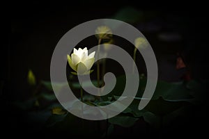 White Lotus Flower