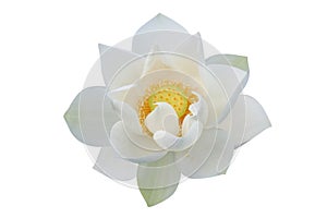 White lotus flower