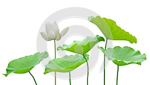 White lotus flower