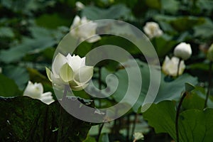 A white lotus flower