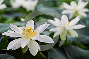 White lotus flower