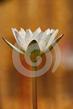 White lotus flower