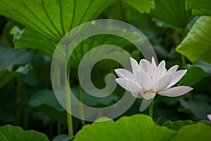 White lotus flower