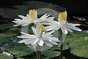 White Lotus Flower