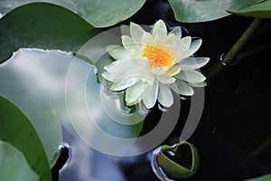 White lotus flower background