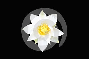 White Lotus flower beautiful isolated on black background. Dubbed as \