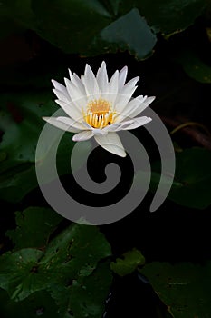 white lotus flower blooming on blackground