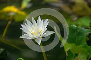 White lotus flower in the bolw