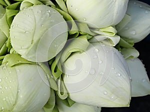 White lotus flower bud