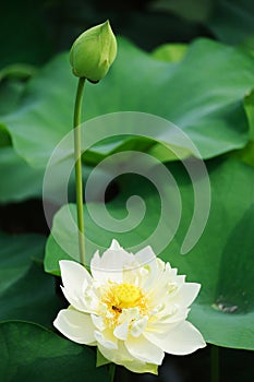 White Lotus flower with bud