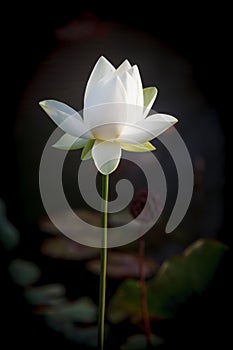 White Lotus Flower Carroll Creek Frederick Maryland photo