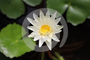 White Lotus Flower in Center water pot