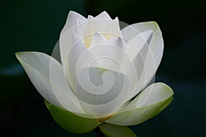 White Lotus Flower