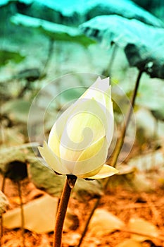 White lotus flower filter efect photo