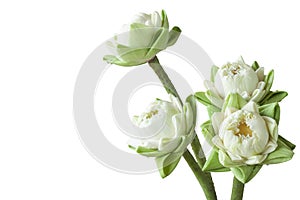 The white lotus flower folds the petals for worship the Buddha image/statue isolated on a white background.