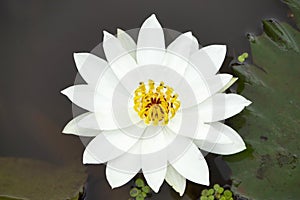 White Lotus flower of genus Nelumbo, Maharashtra, India