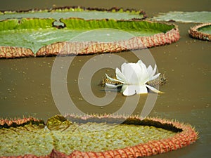 White Lotus Flower And Giant Lotus Leaves In The Pond
