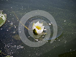 White lotus flower with green leaves floating on lake. Lotus blossoms or water lily flowers blooming on pond. Beautiful reflection