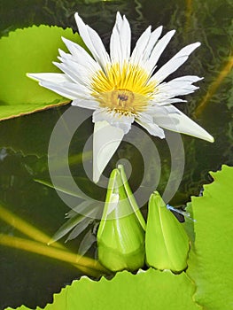 White lotus flower and green lotus leaves in a pond with blue dragonfly