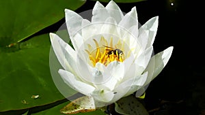 White lotus flower with a hornet
