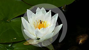 White lotus flower with a hornet in a pond