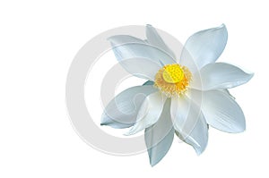 White lotus flower isolated