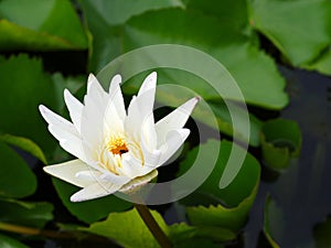 White lotus flower on a lakeside