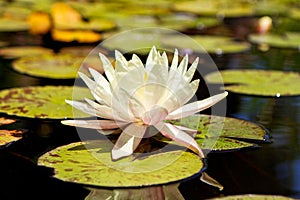 White Lotus Flower in Lily Pond